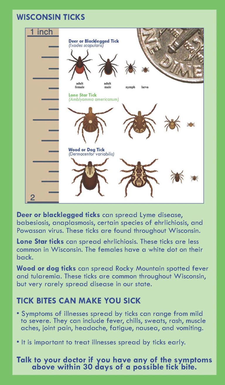 Ticks – the bane of outdoor recreation: Everything you need to know to ...